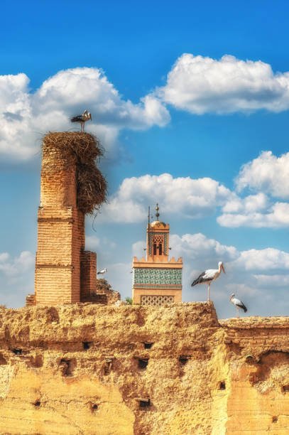 White storks nesting on top of ancient rammed-earth palace walls and brick pillars in Marrakech, with a traditional zellij-tiled minaret in the background, captured on a private tour of Morocco.