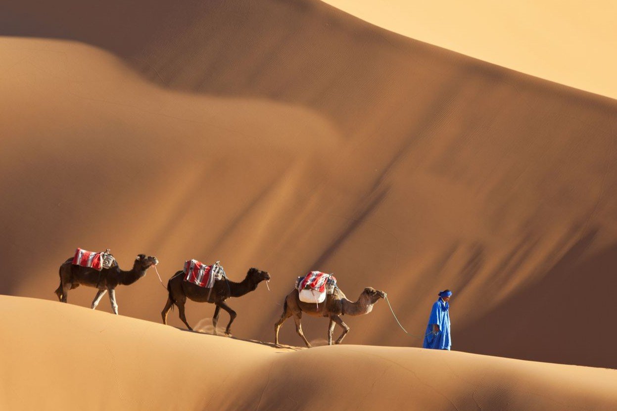 A local Berber guide in traditional blue robes leading a camel caravan across the golden sand dunes of the Sahara Desert on a private tour of Morocco