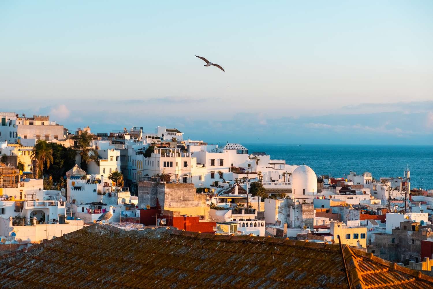 Essaouira Medina Coastal Rooftop View | Private Tours of Morocco - Rafia Morocco Tours - Rafia Morocco Tours High-angle panoramic view of the white-washed buildings and rooftops of the historic Essaouira medina along the Atlantic coast, with a seagull flying over the city during a customized private tour of Morocco.